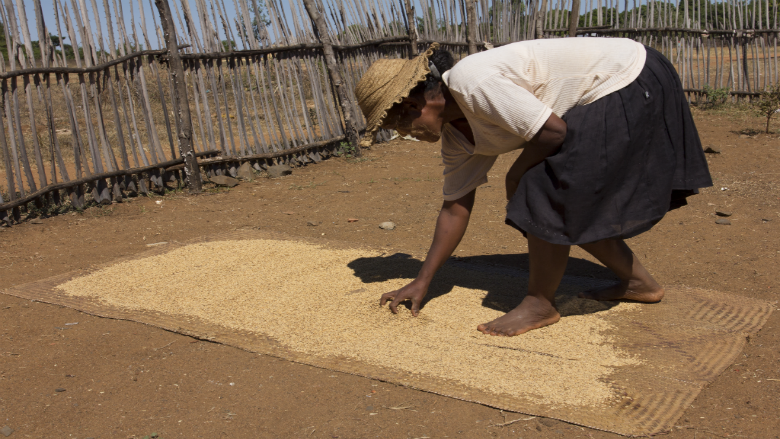 In the Face of Red Sand, a Struggle to Grow Rice in Madagascar